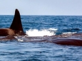 Sperm Whale