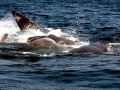 Sperm Whale