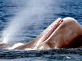 Sperm Whale