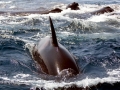 Sperm Whale