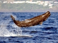 Sperm Whale