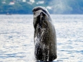 Sperm Whale