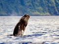 Sperm Whale