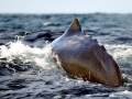 Sperm Whale