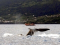 Sperm Whale