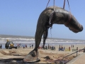 Sperm Whale