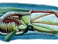 Sperm Whale