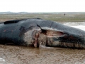 Sperm Whale