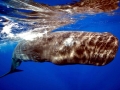 Sperm Whale