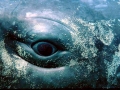 Sperm Whale