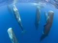Sperm Whale