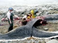 Sperm Whale