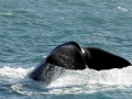 Sperm Whale