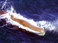 Sperm Whale