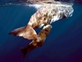Sperm Whale
