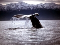 Sperm Whale