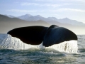 Sperm Whale