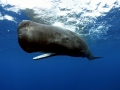 Sperm Whale