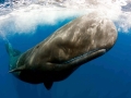 Sperm Whale