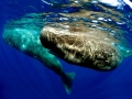 Sperm Whale