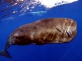Sperm Whale