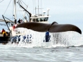 Sperm Whale