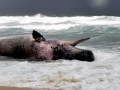Sperm Whale