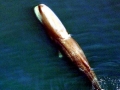 Sperm Whale