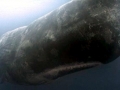 Sperm Whale