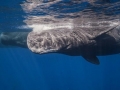 Sperm Whale