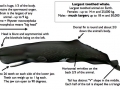 Sperm Whale