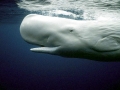 Sperm Whale