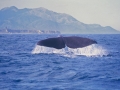 Sperm Whale