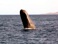 Sperm Whale
