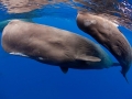 Sperm Whale