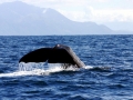 Sperm Whale