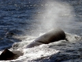 Sperm Whale