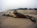 Sperm Whale