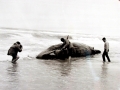 Sperm Whale