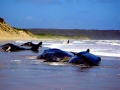 Sperm Whale