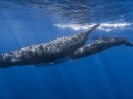 Sperm Whale