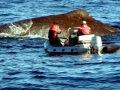 Sperm Whale
