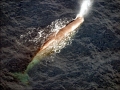 Sperm Whale