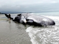 Sperm Whale