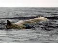Sperm Whale