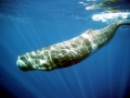 Sperm Whale