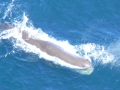 Sperm Whale