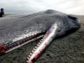 Sperm Whale