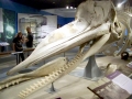 Sperm Whale