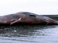 Sperm Whale